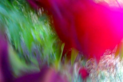 COLORI-NOMADI